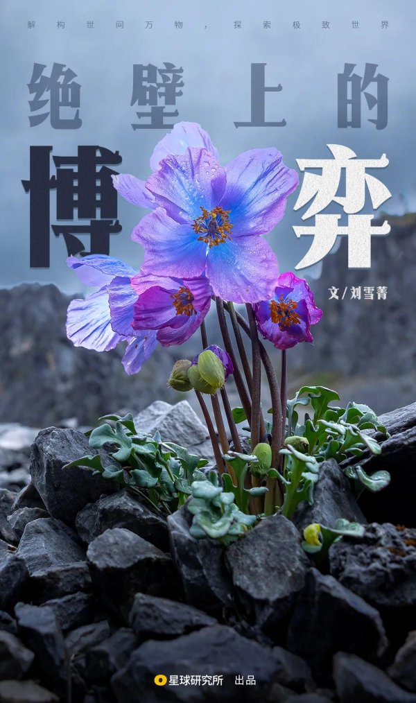 大智慧配资 中国的雪山花海，正在盛开！